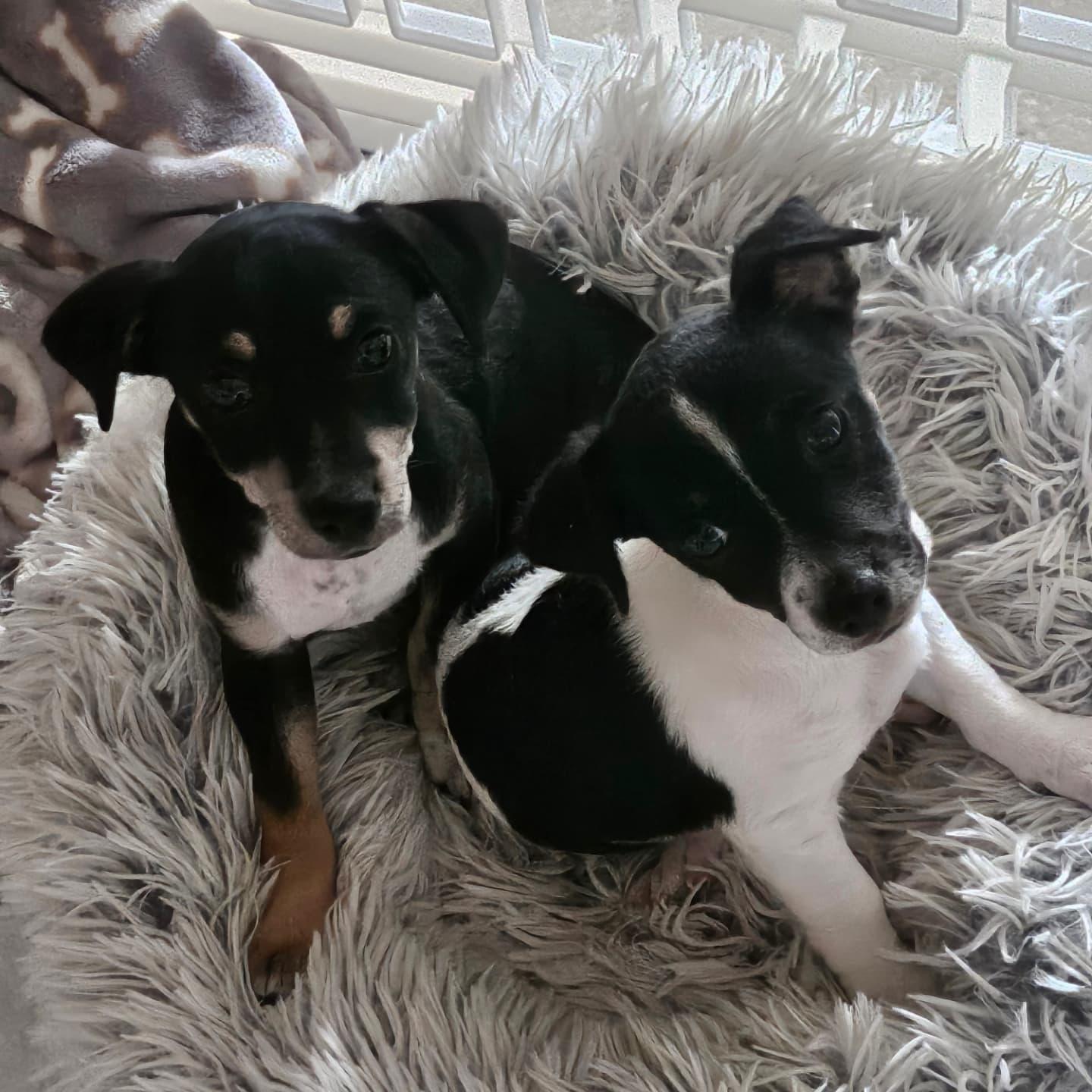 Milkyway and Comet (BONDED PAIR), Adoptable, Puppy Male Chihuahua & Poodle.