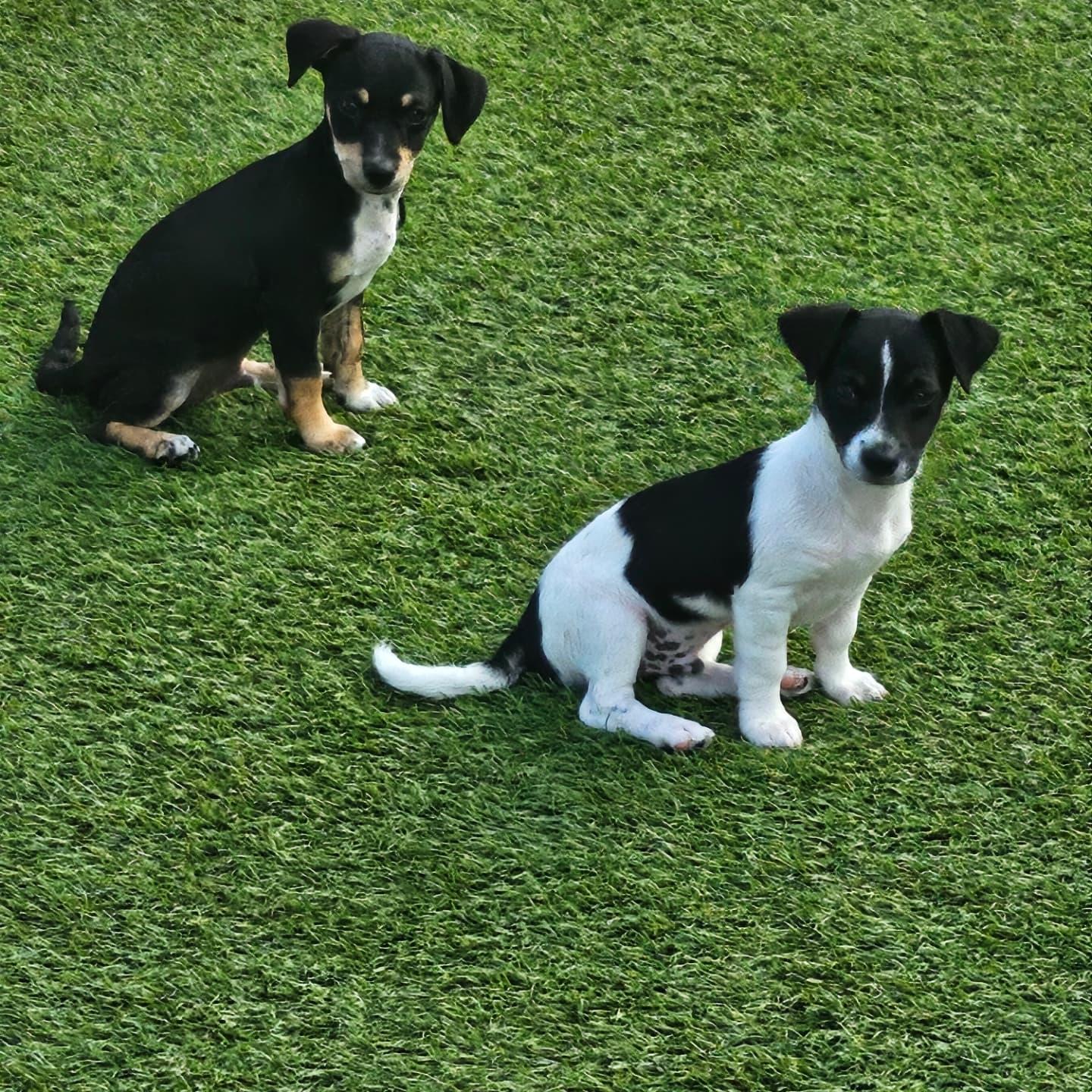 Milkyway and Comet (BONDED PAIR), a Adoptable mixed breed in Miami, FL image 3/4