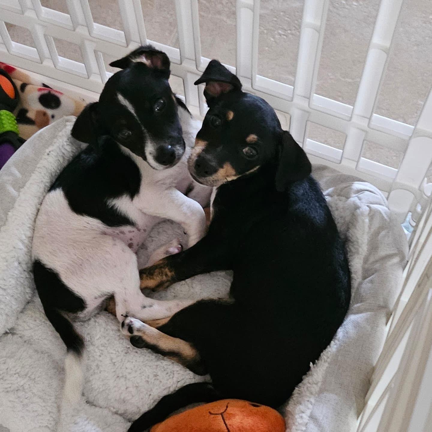 Milkyway and Comet (BONDED PAIR), a Adoptable mixed breed in Miami, FL image 2/4