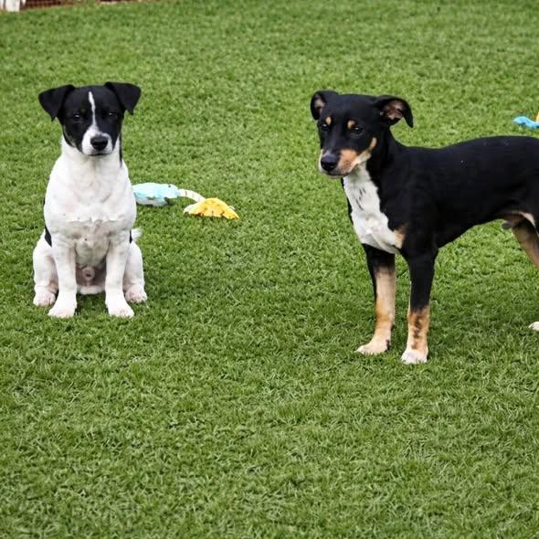 Milkyway and Comet (BONDED PAIR), Adoptable, Puppy Male Chihuahua & Poodle.