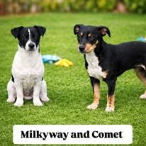 Enlarge Milkyway and Comet (BONDED PAIR), a Adoptable mixed breed in Miami, FL image 2/5