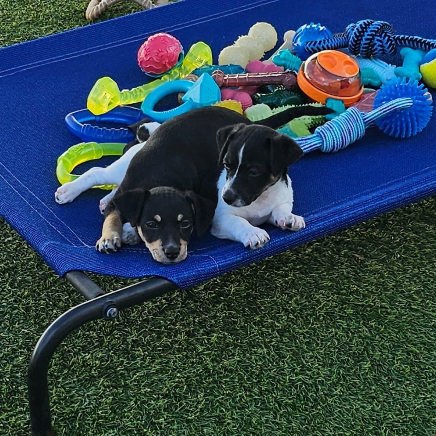 Milkyway and Comet (BONDED PAIR), a Adoptable mixed breed in Miami, FL image 4/4