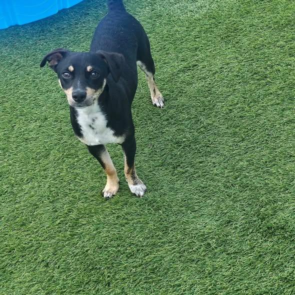 Enlarge Milkyway and Comet (BONDED PAIR), a Adoptable mixed breed in Miami, FL image 6/6