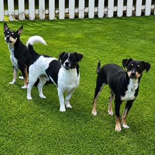 Milkyway and Comet (BONDED PAIR), a Adoptable mixed breed in Miami, FL image 2/5