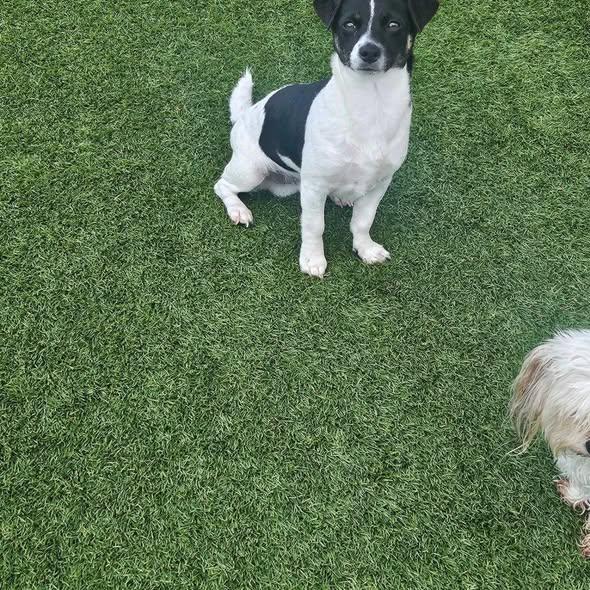 Enlarge Milkyway and Comet (BONDED PAIR), a Adoptable mixed breed in Miami, FL image 5/6