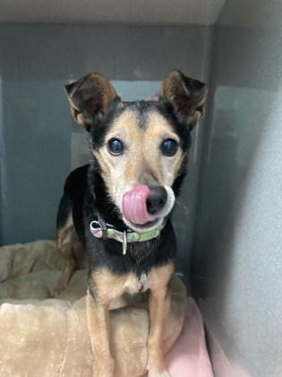 Mojo — thumbnail 2