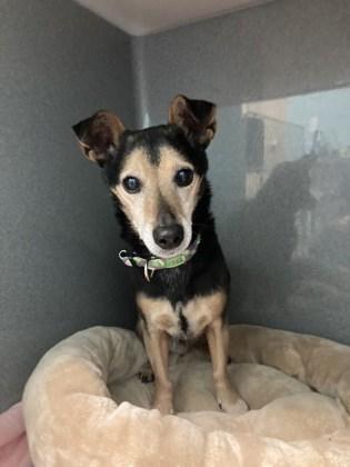 Mojo — thumbnail 3