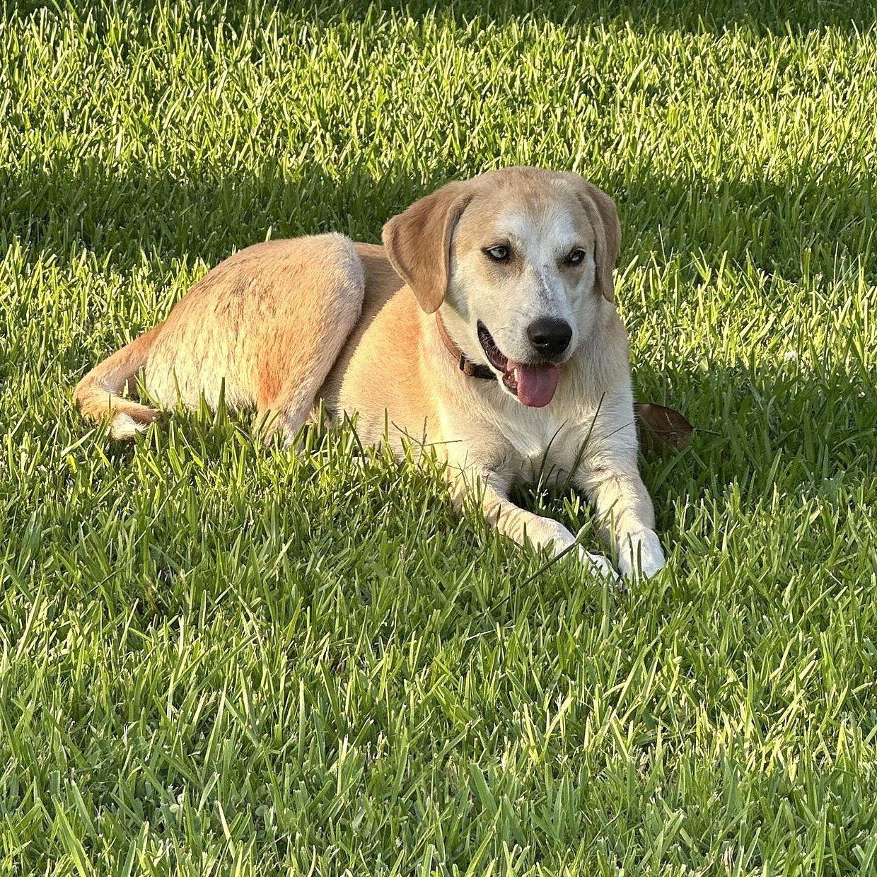 Odie photo 3