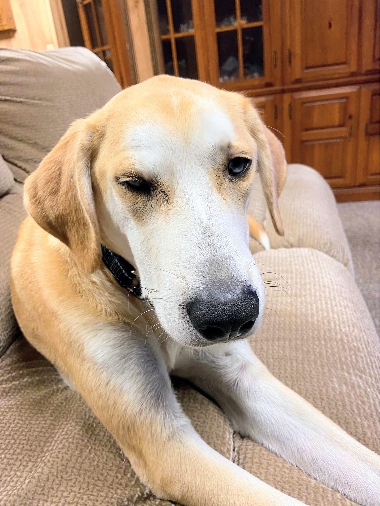 Odie - Fostered in Connecticut