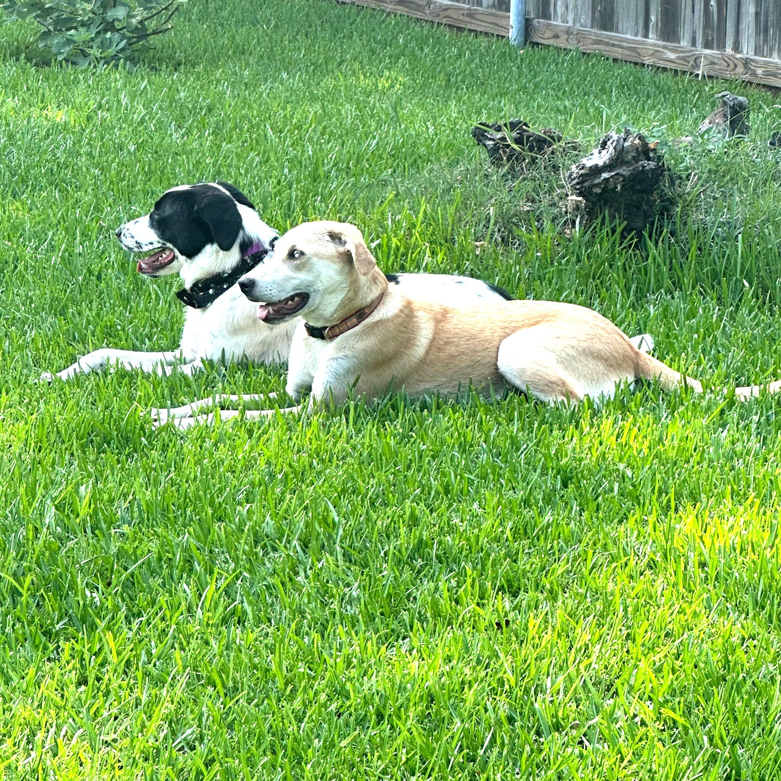 Odie photo 5
