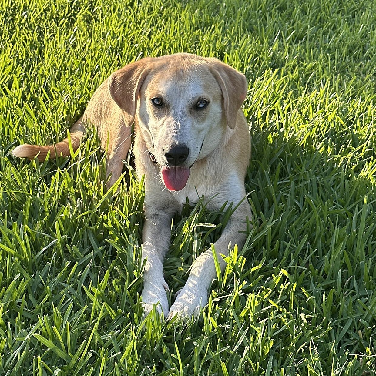 Odie photo 4