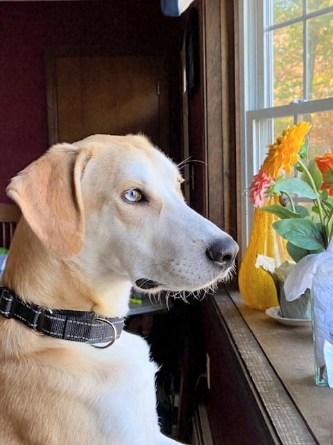 Odie - Fostered in Connecticut