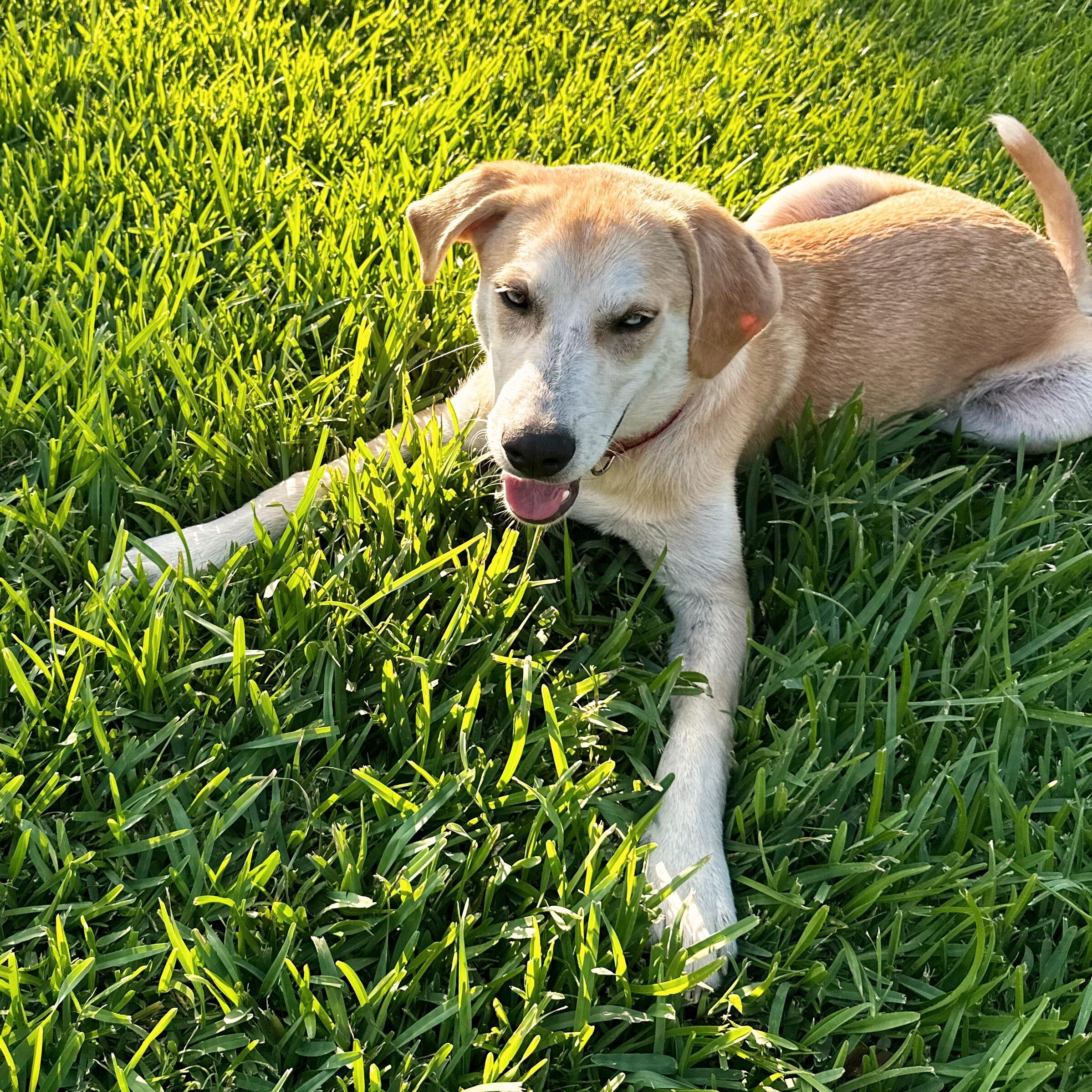 Odie