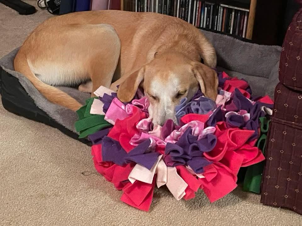 Odie - Fostered in Connecticut