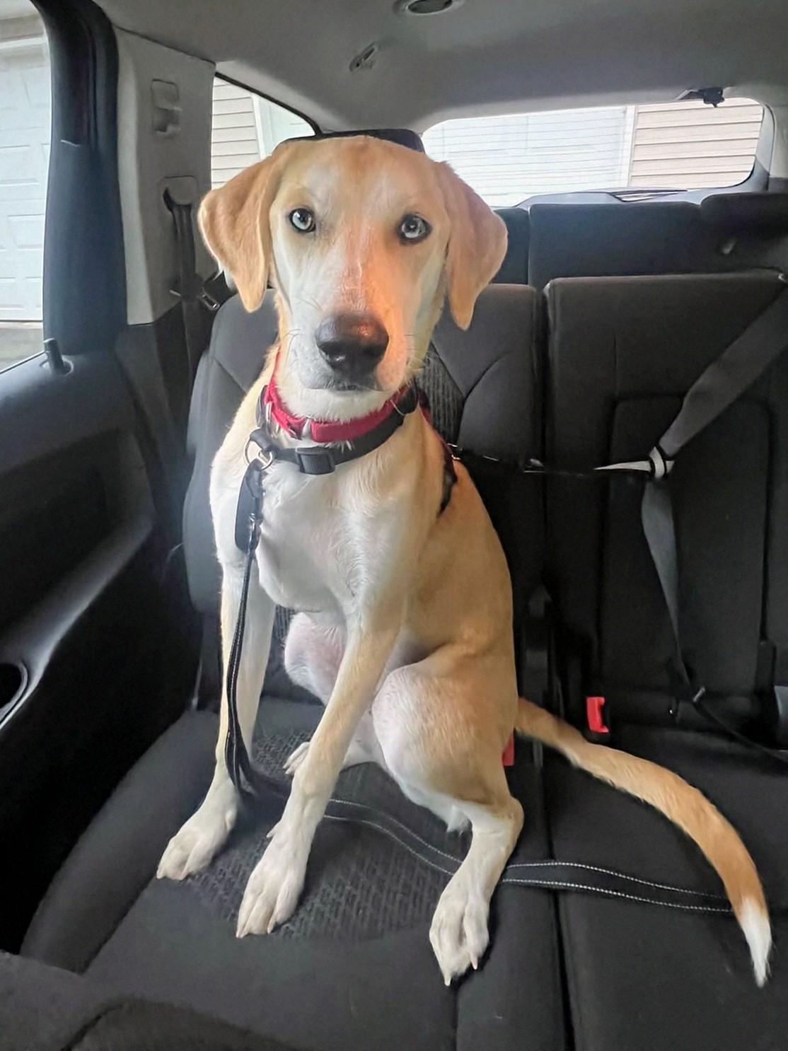 Odie - Fostered in Connecticut
