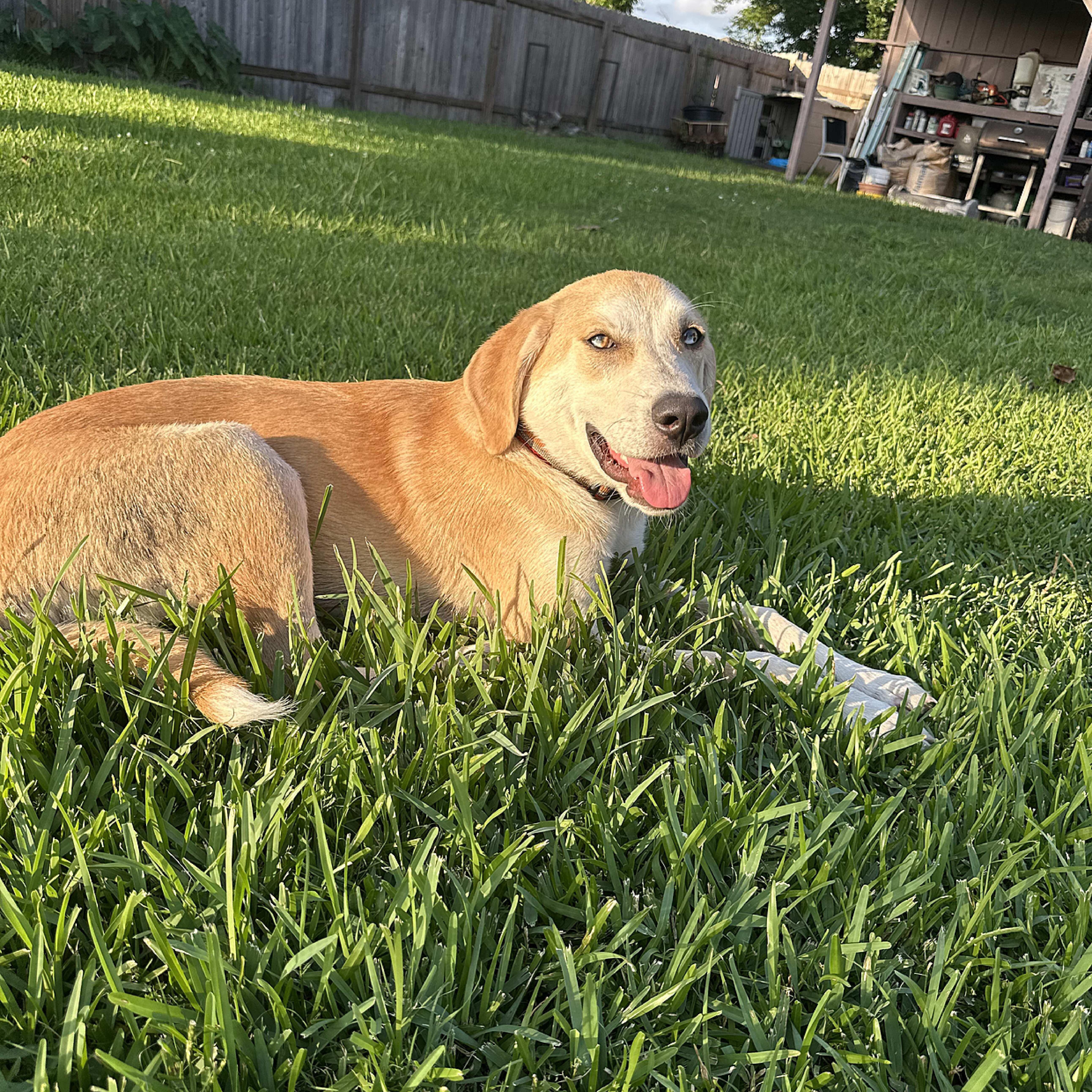Odie photo 2