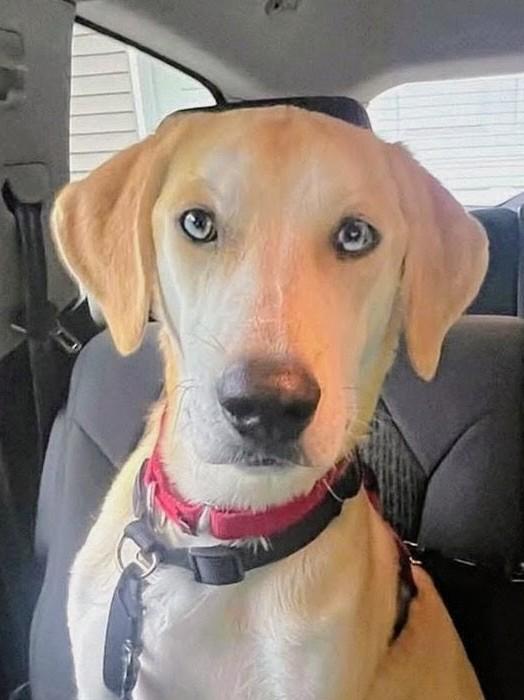 Odie - Fostered in Connecticut