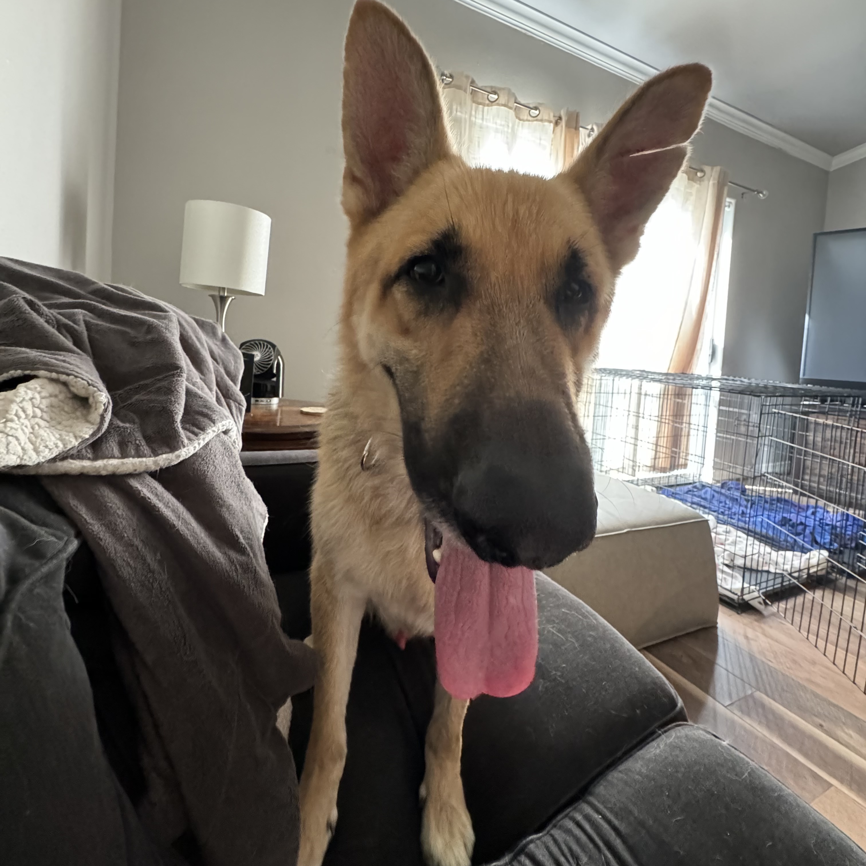 Dog for adoption & Working URGENT!, a German Shepherd