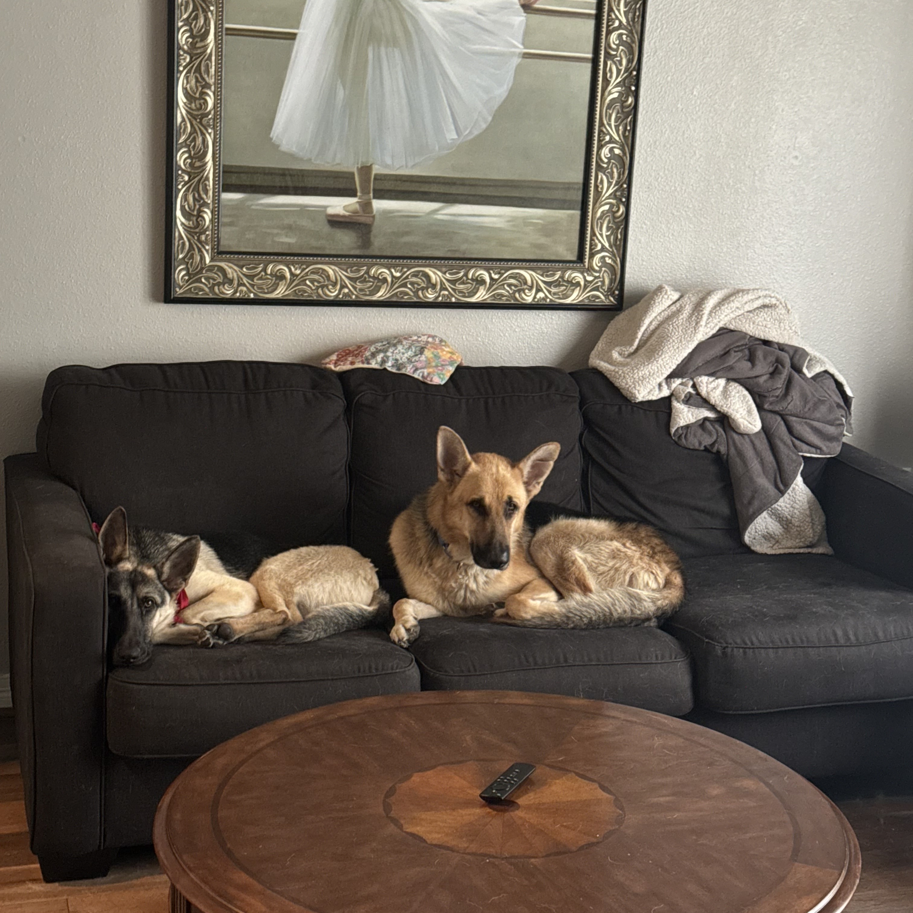 Dog for adoption & Working URGENT!, a German Shepherd