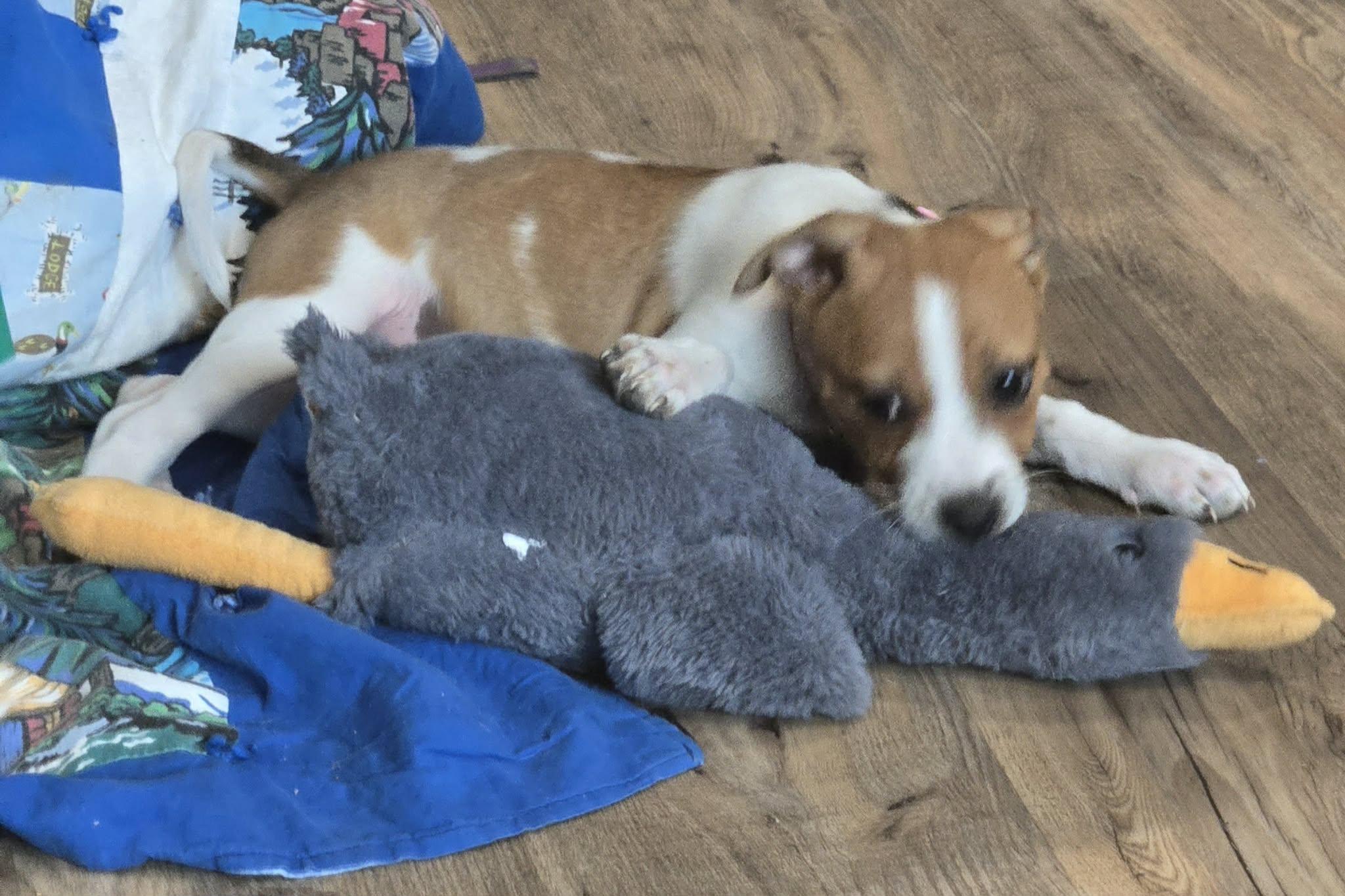 Enlarge Buttons. ADOPTED, a ADOPTABLE mixed breed in Union Grove, WI image 2/3
