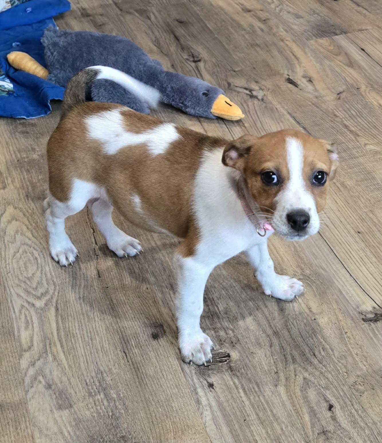 Buttons. ADOPTED, ADOPTABLE, Puppy Female Jack Russell Terrier.