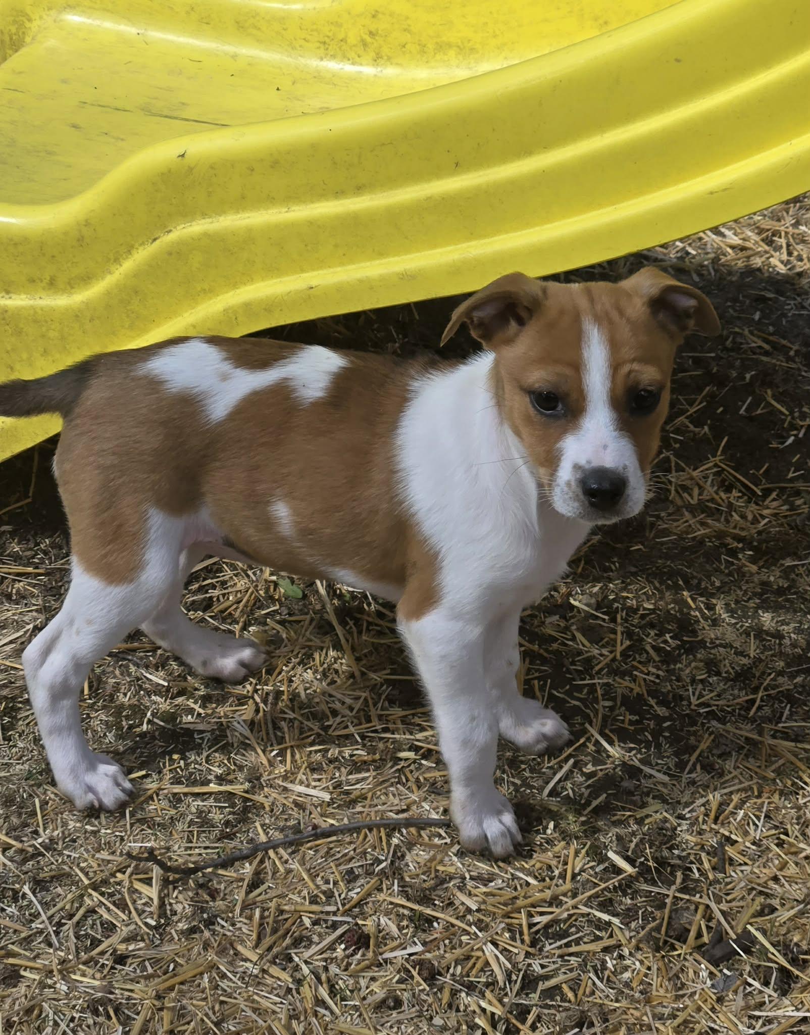 Enlarge Buttons. ADOPTED, a ADOPTABLE mixed breed in Union Grove, WI image 3/3