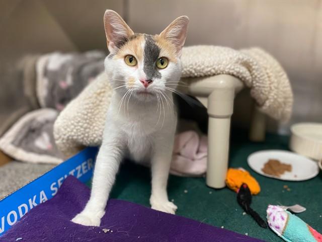 Enlarge SIDNEY LOU, a Adoptable Domestic Short Hair in Fort Wayne, IN image 1/1