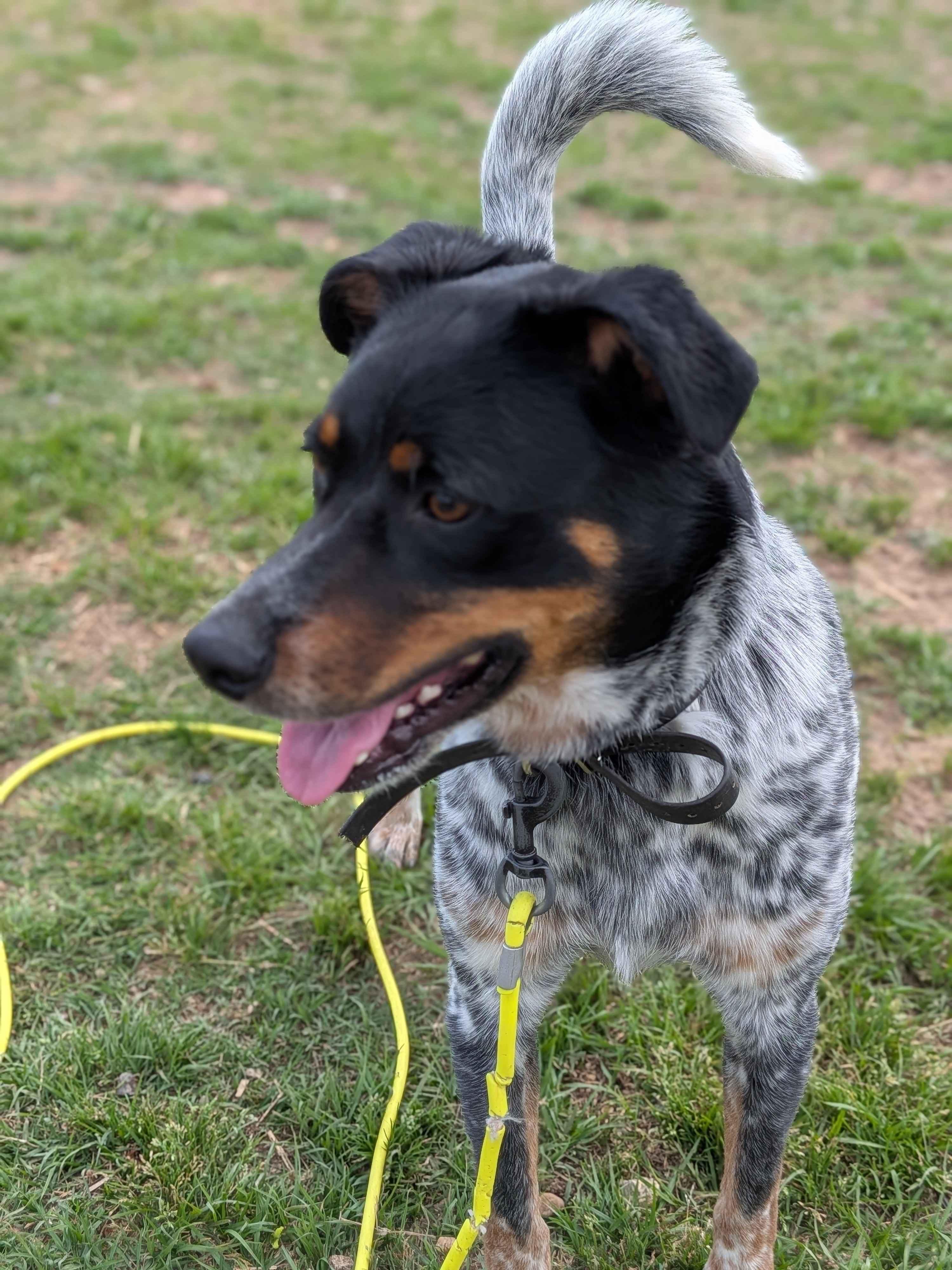 Enlarge Toby, a ADOPTABLE mixed breed in Texarkana, TX image 4/5