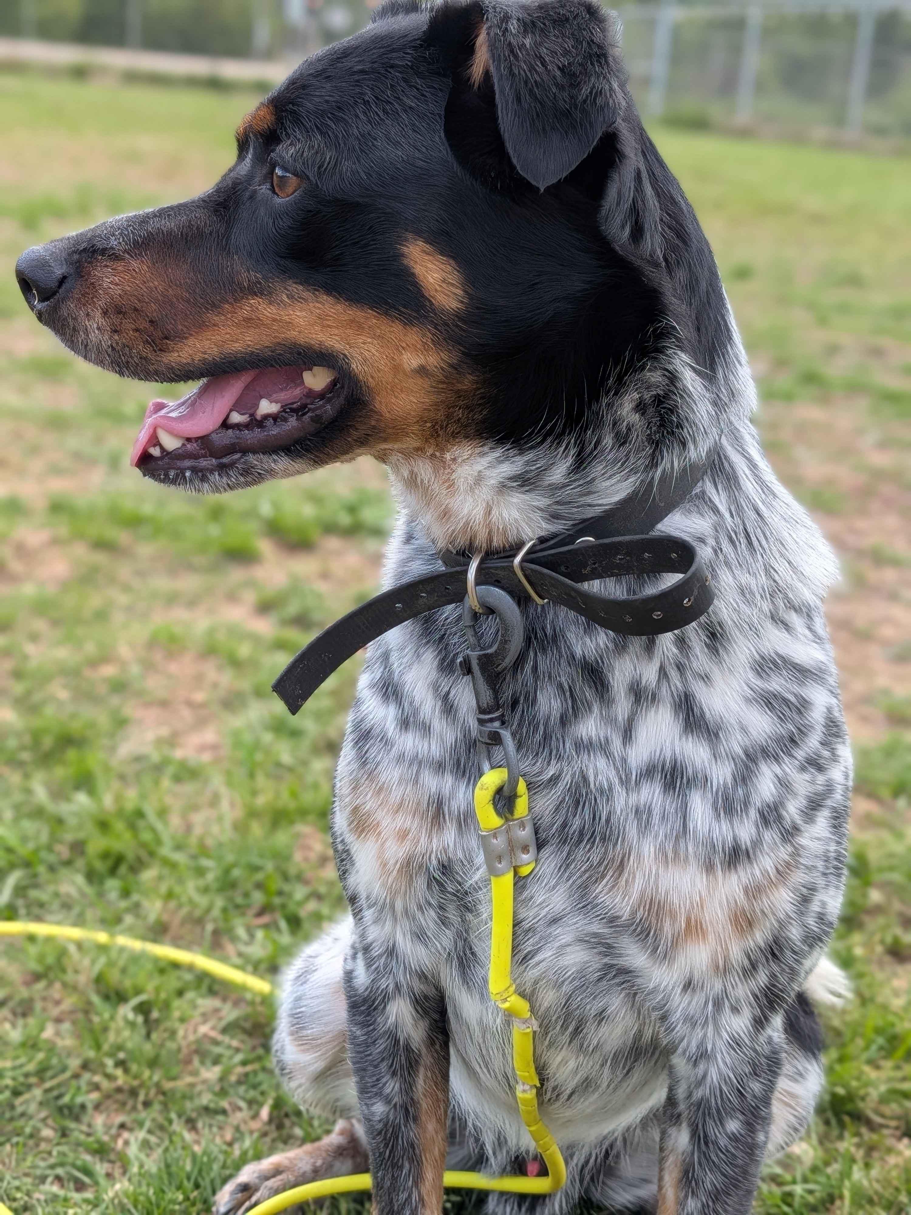 Enlarge Toby, a ADOPTABLE mixed breed in Texarkana, TX image 3/5