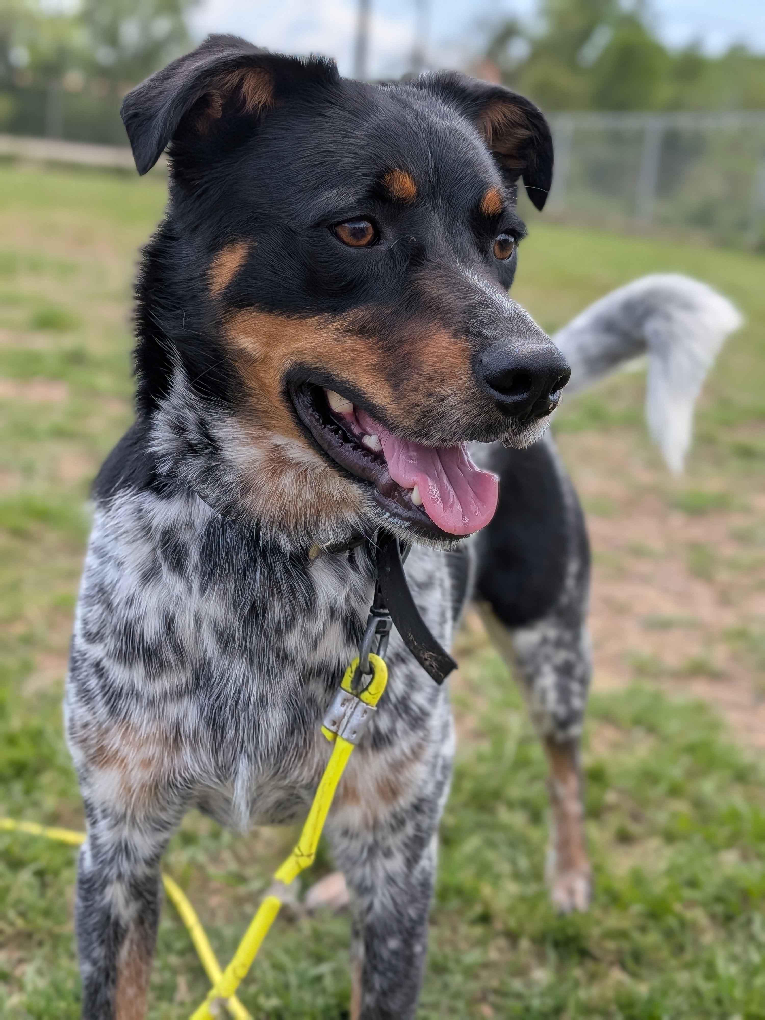 Enlarge Toby, a ADOPTABLE mixed breed in Texarkana, TX image 2/5