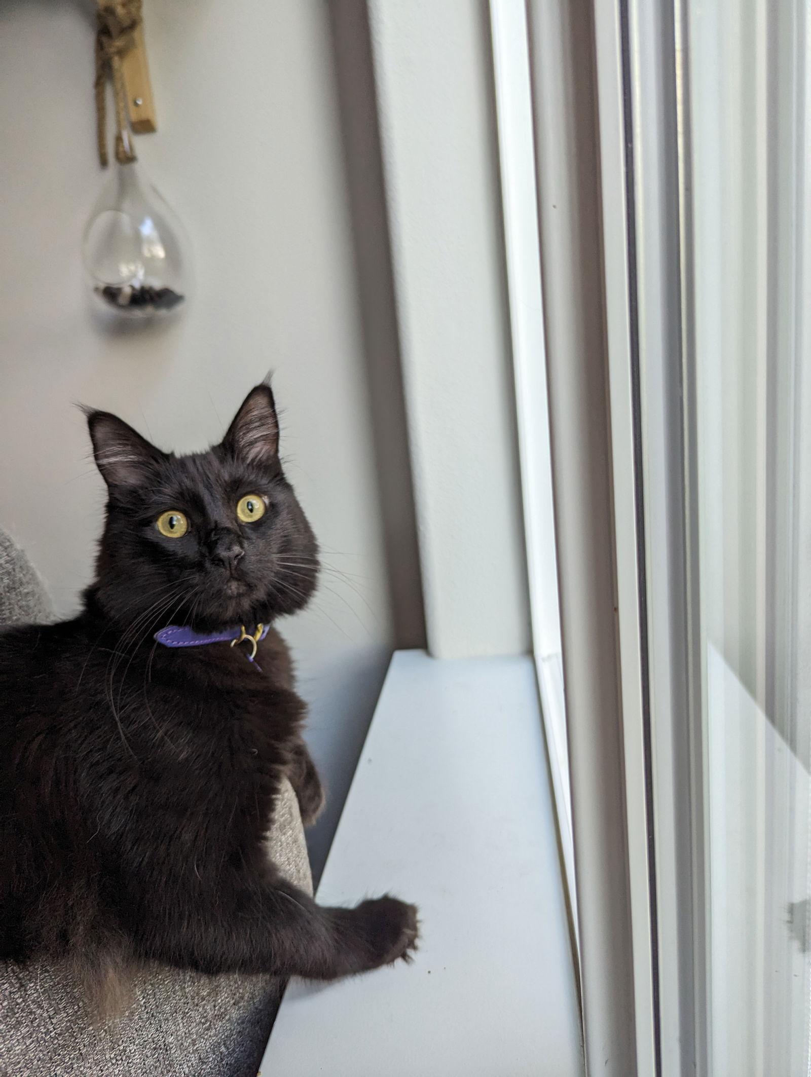 SHOYU - Offred by Owner - Young Male, Adoptable, Adult Male Domestic Medium Hair.