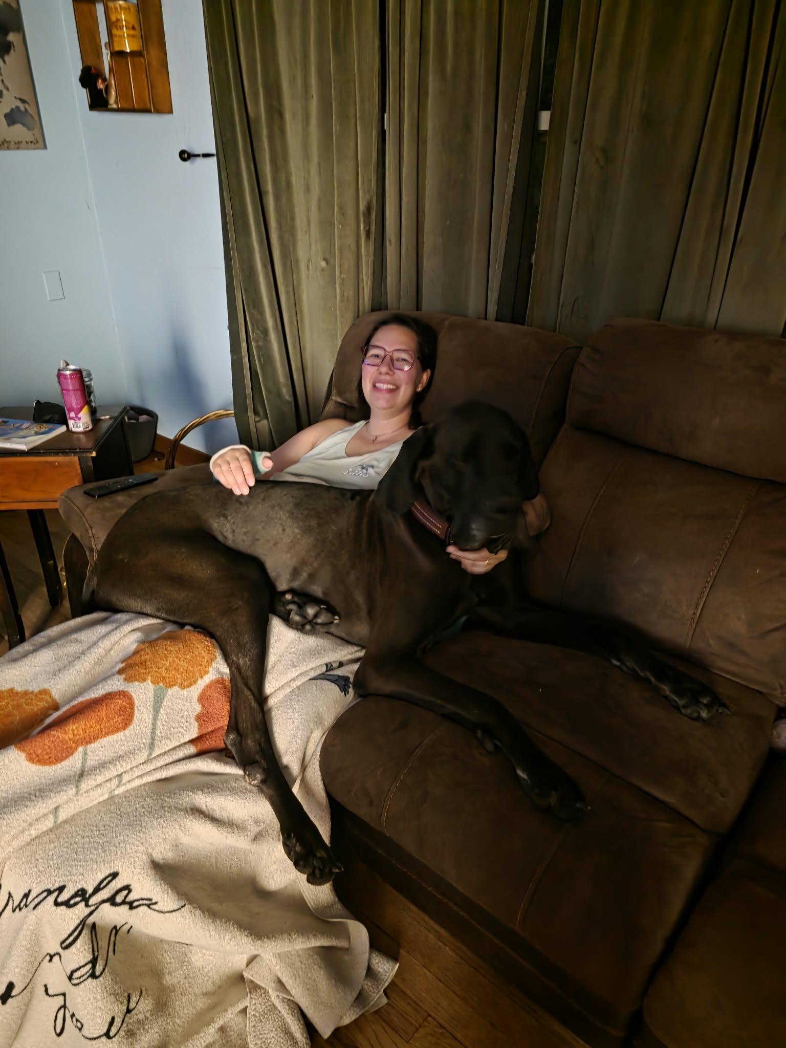 Enlarge Bingo, a Adoptable Great Dane in Cedar Rapids, IA image 5/6