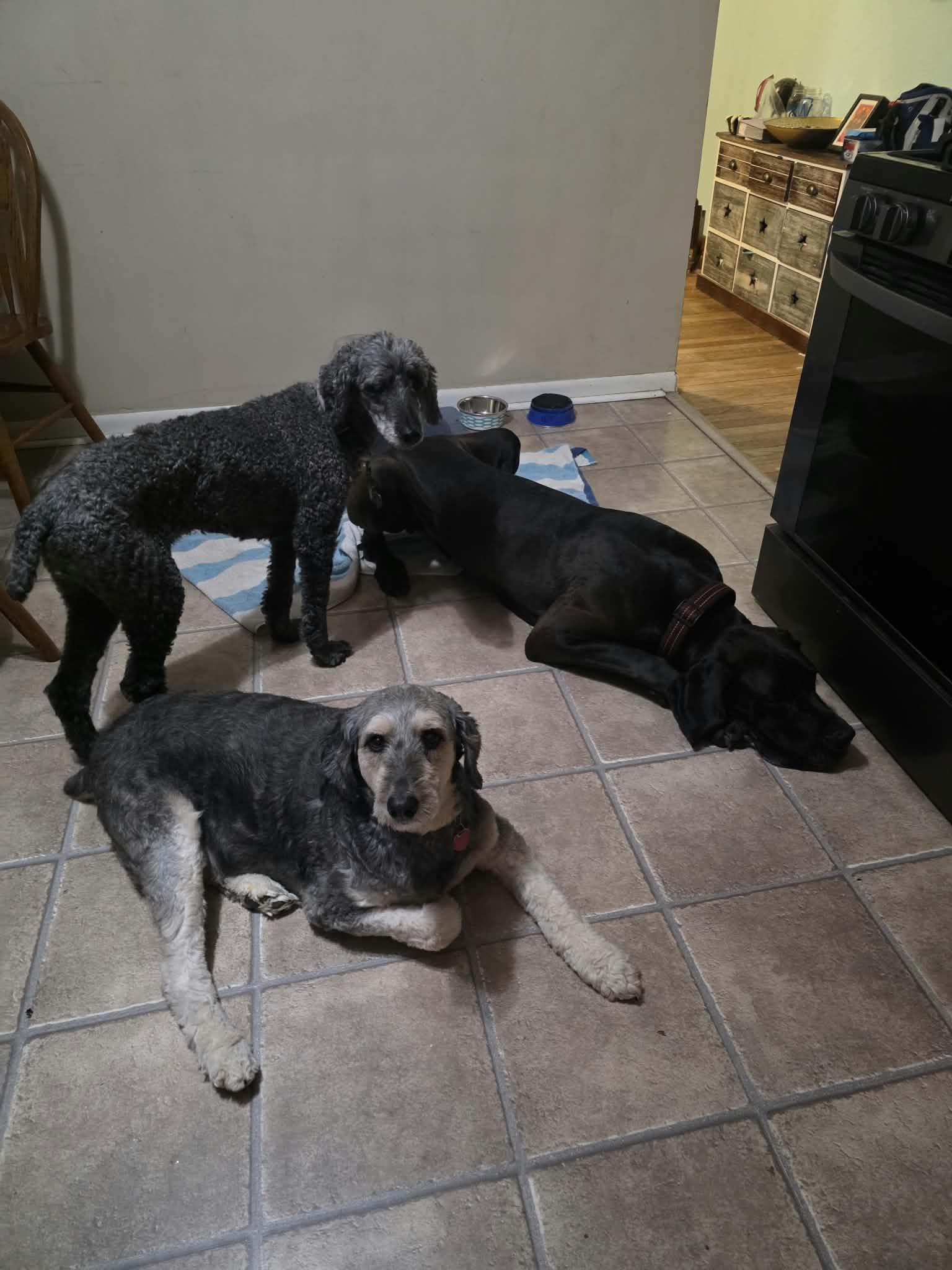 Enlarge Bingo, a Adoptable Great Dane in Cedar Rapids, IA image 3/6