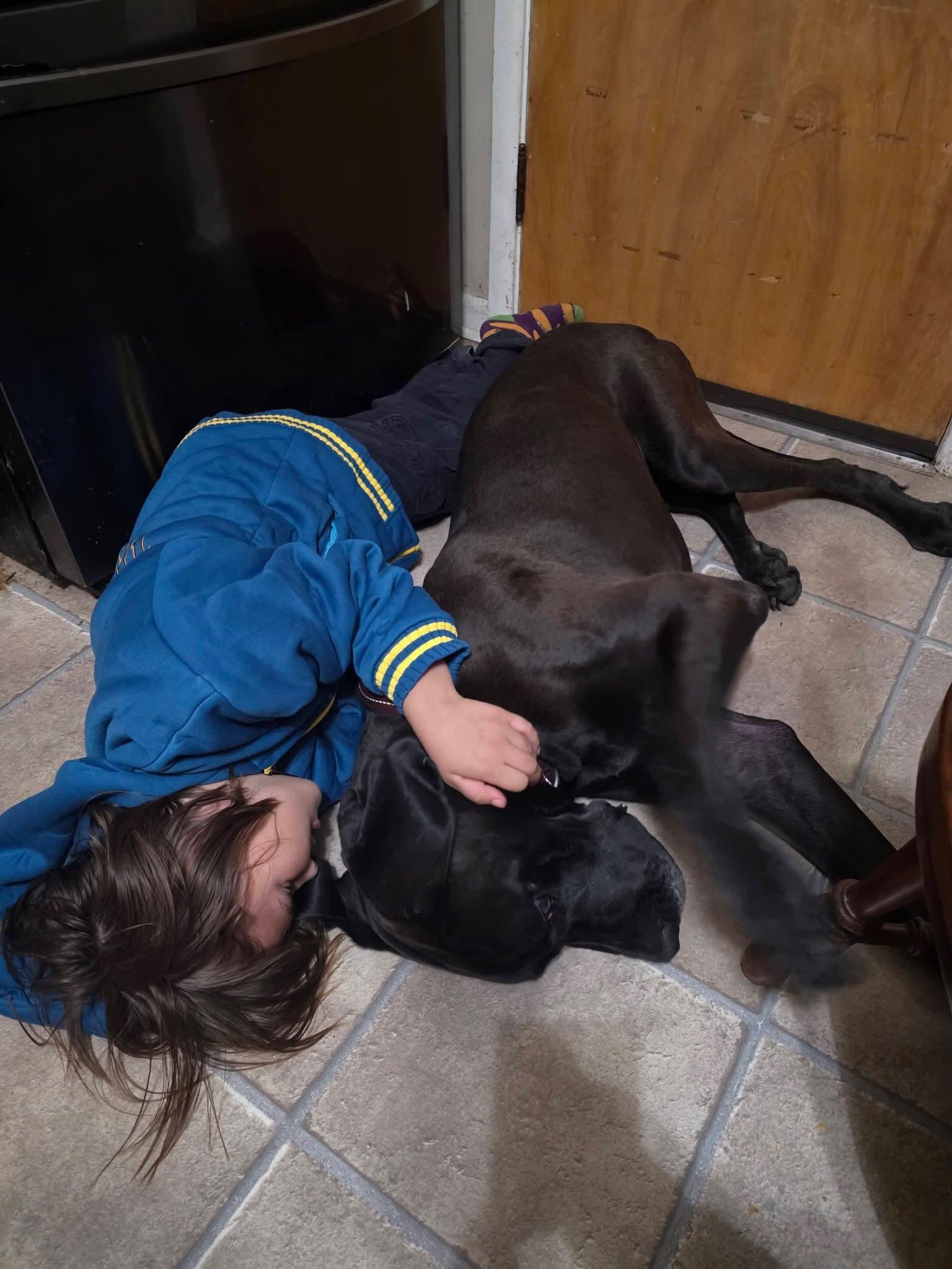 Enlarge Bingo, a Adoptable Great Dane in Cedar Rapids, IA image 6/6