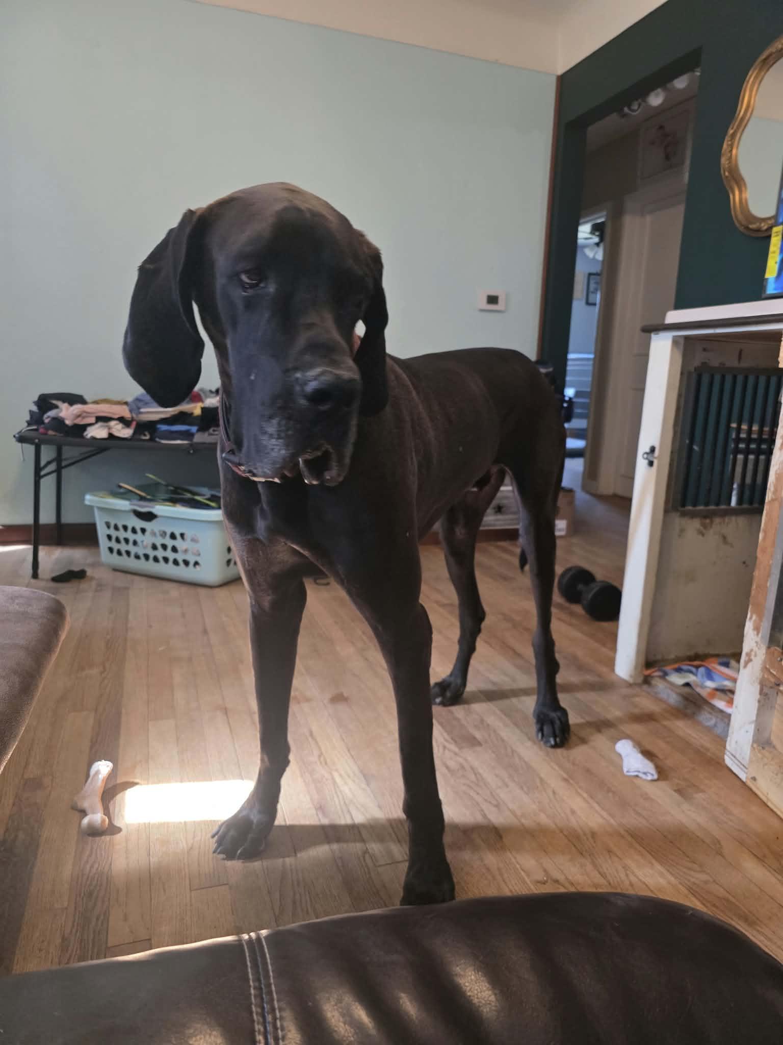 Enlarge Bingo, a Adoptable Great Dane in Cedar Rapids, IA image 4/6