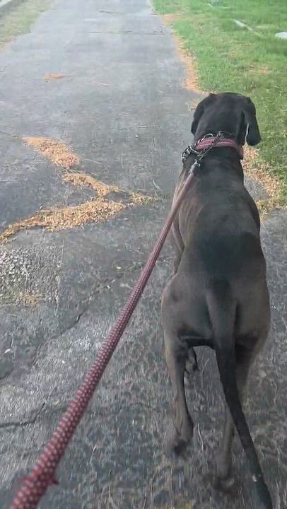 Enlarge Bingo, a Adoptable Great Dane in Cedar Rapids, IA video 2/6