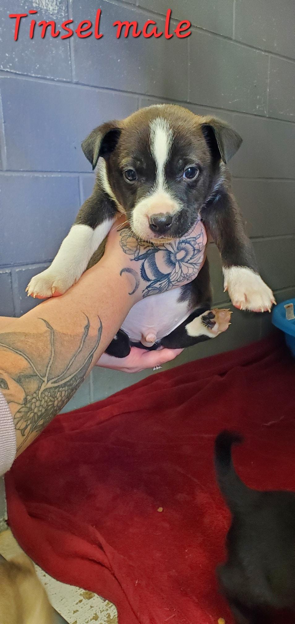 Enlarge Tinsel, a ADOPTABLE mixed breed in Attica, IN image 1/1