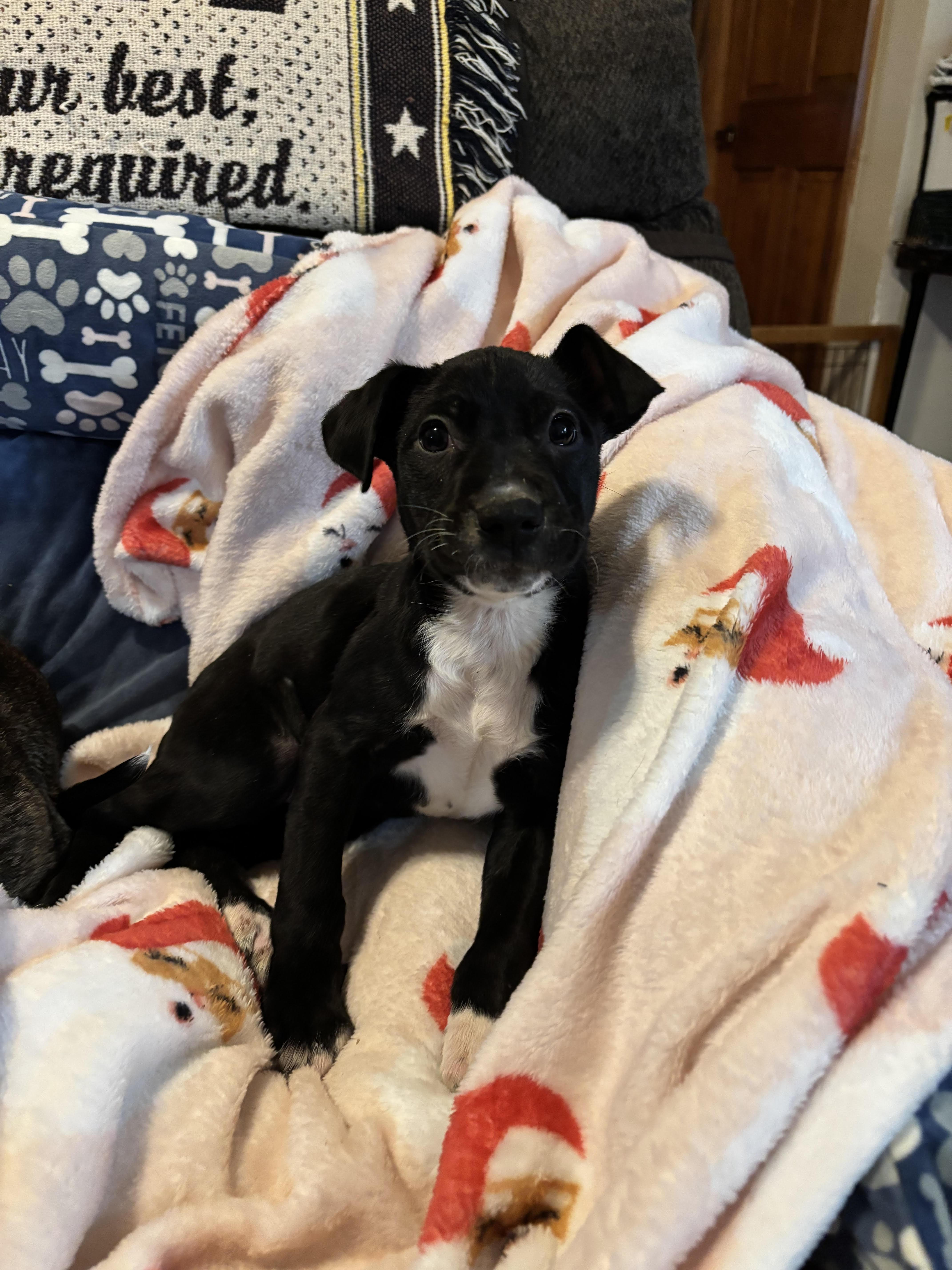 Kelly, adoptable, Puppy Female Black Labrador Retriever.