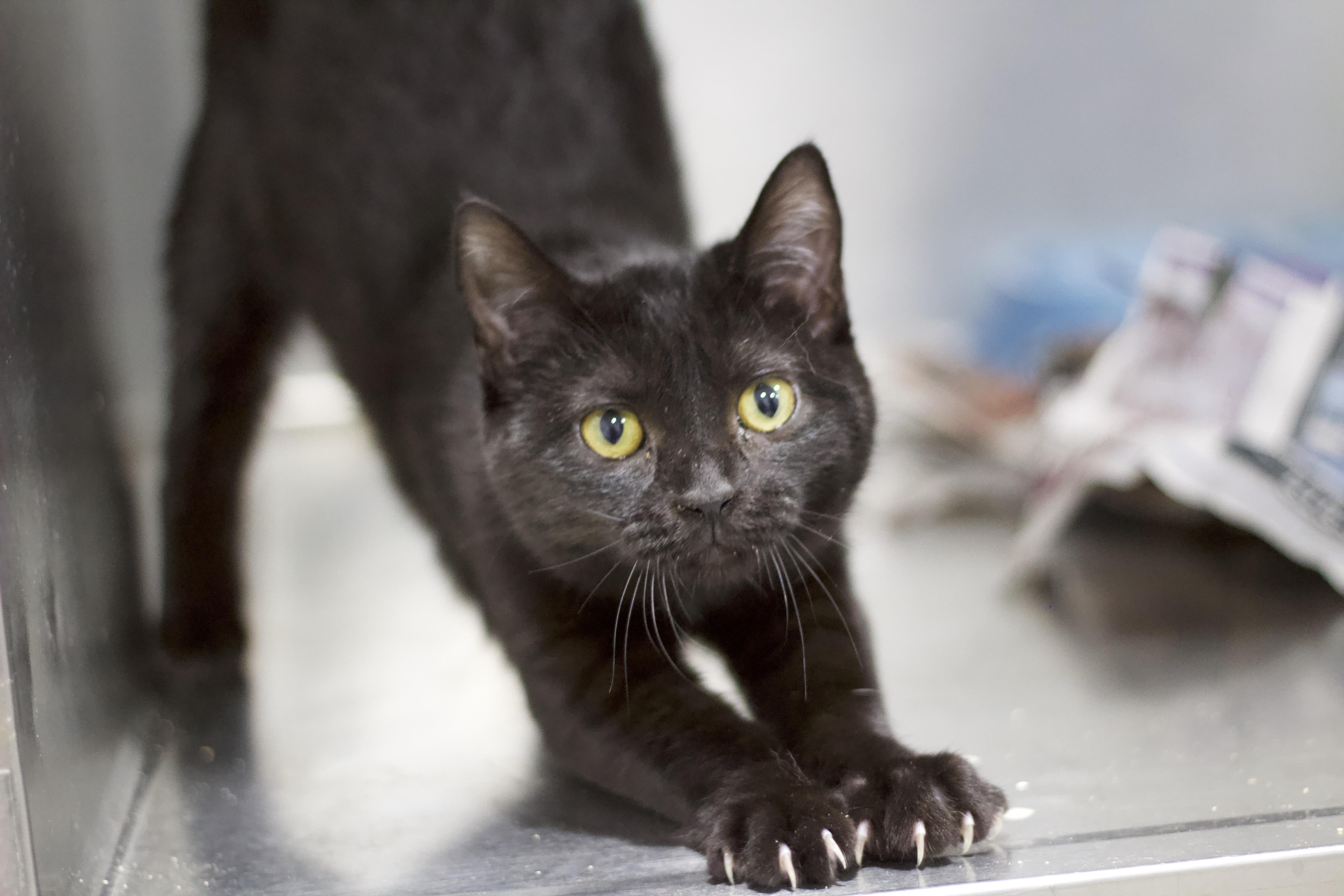 Enlarge Louise, a Adoptable Domestic Short Hair in Ottumwa, IA image 1/1
