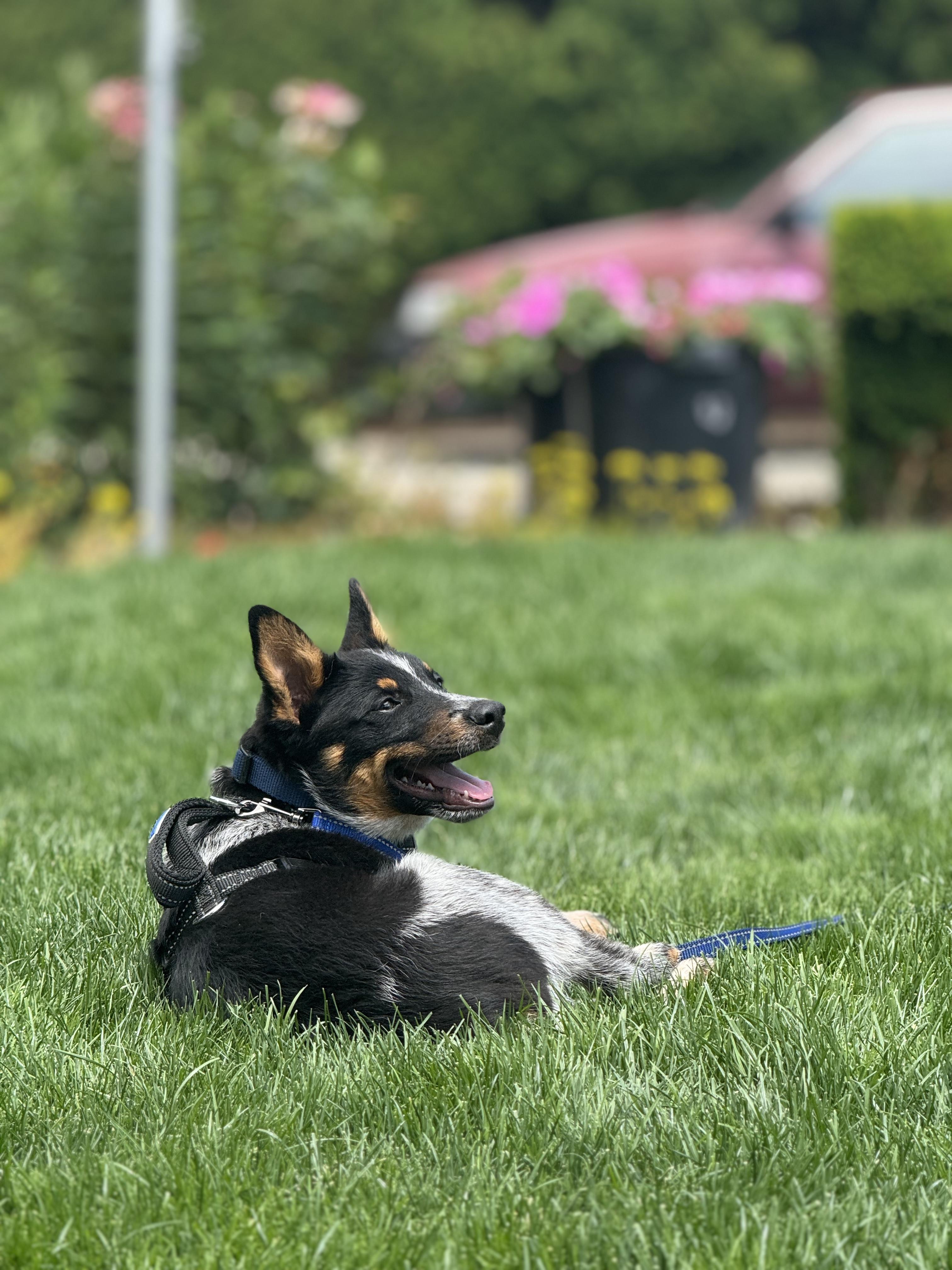 Bohdi, a Adopted Australian Cattle Dog / Blue Heeler in Oakville, WA image 4/5