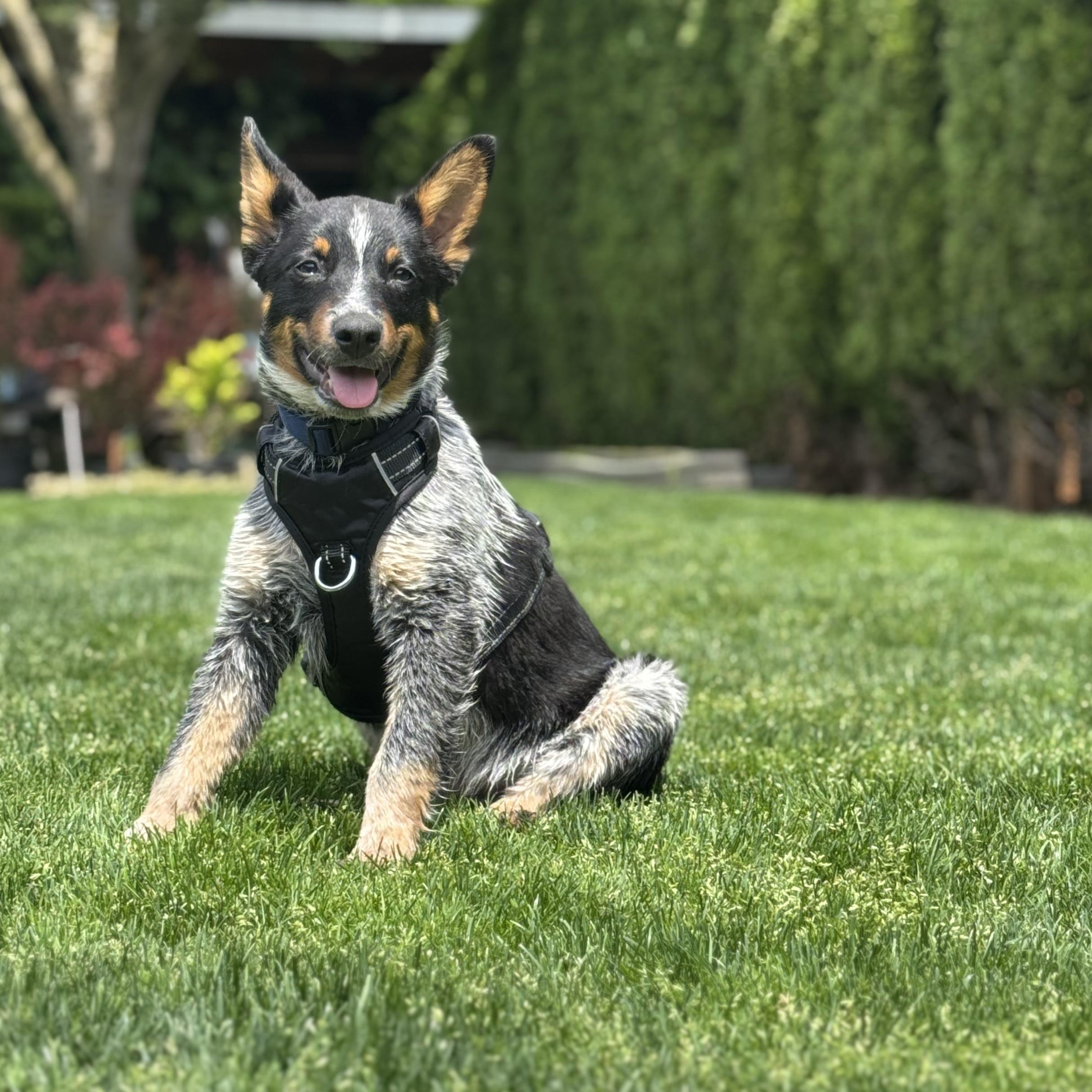 Bohdi, Adopted, Puppy Male Australian Cattle Dog / Blue Heeler.