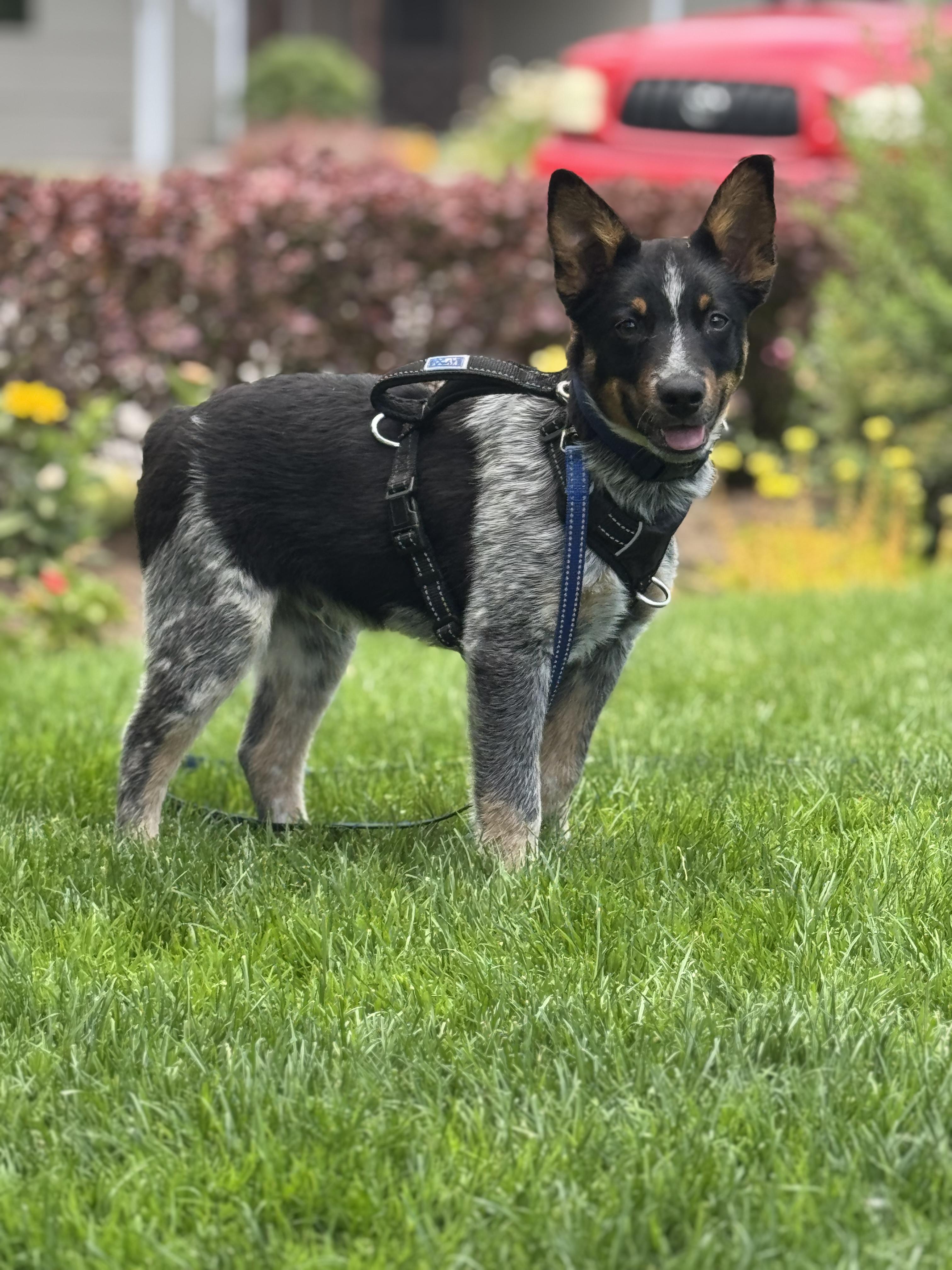 Bohdi, a Adopted Australian Cattle Dog / Blue Heeler in Oakville, WA image 5/5