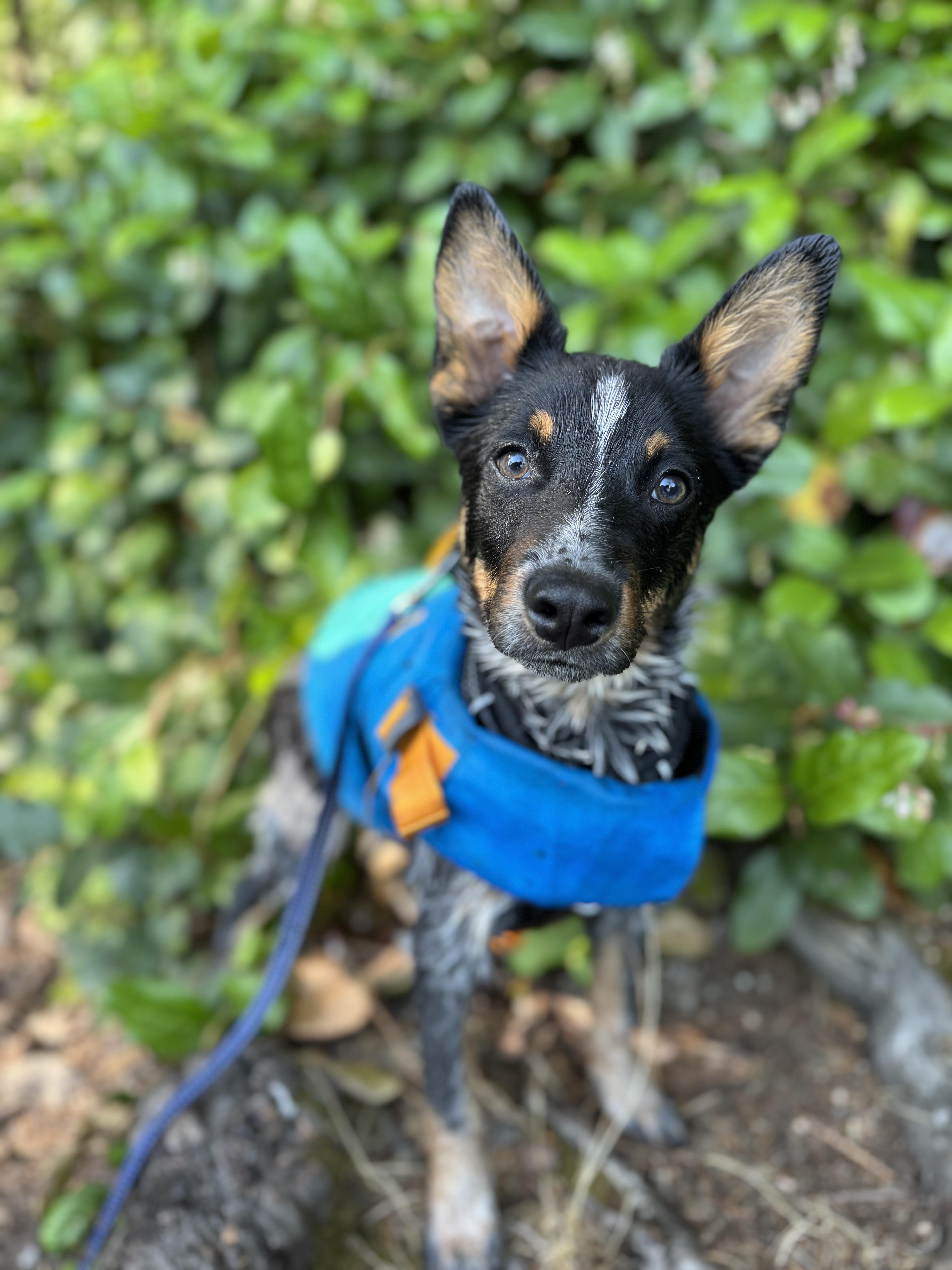 Bohdi, a Adopted Australian Cattle Dog / Blue Heeler in Oakville, WA image 3/5