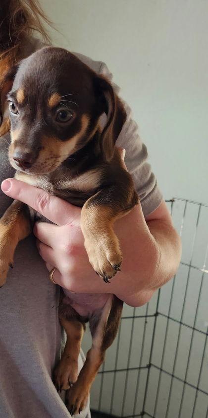 Enlarge Frankie, a Adopted Chihuahua in Pipe Creek, TX image 1/1