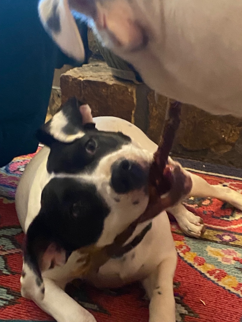 Trixie, a Adoptable mixed breed in Bixby, OK image 1/10