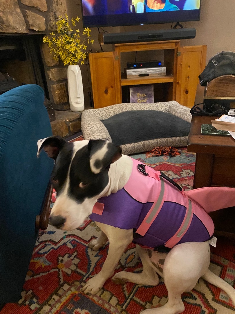 Trixie, a Adoptable mixed breed in Bixby, OK image 2/10