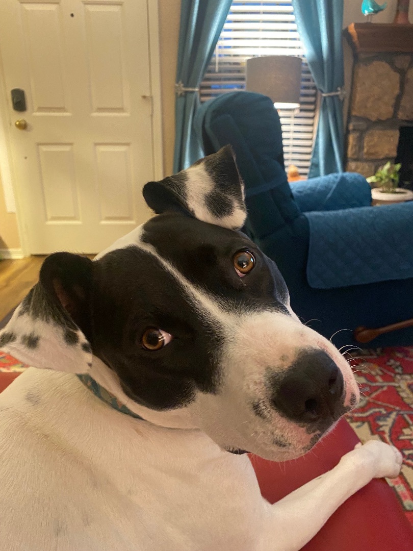 Trixie, a Adoptable mixed breed in Bixby, OK image 4/10