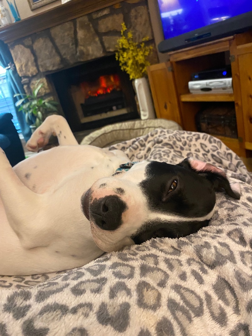 Trixie, a Adoptable mixed breed in Bixby, OK image 5/10