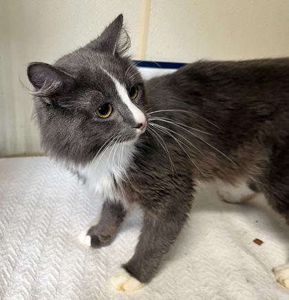 Rune — thumbnail 2