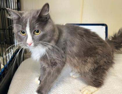 Rune — thumbnail 3